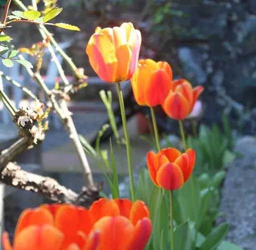 Lägenhet Le Ginestre *