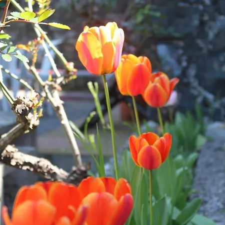 Апартаменты Le Ginestre *